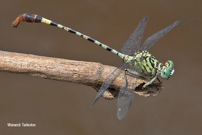 Dragonfly, Lestinogomphus angustus